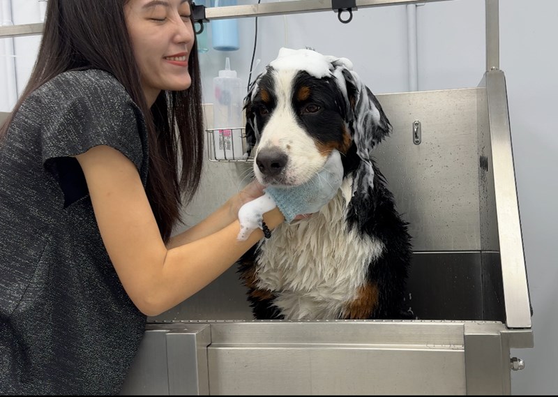 女人知己試用大隊,口碑行銷,部落客行銷,Downy Belly毛肚子,Downy Belly 保濕滋養胺基酸洗毛精,紅球薑淨膚配方,Downy Belly 保濕滋養胺基酸洗毛精-紅球薑淨膚配方,洗品天生防禦力，皮膚天生就很強,除了洗乾淨，其他的真的先不用,胺基酸清潔因子,好的界面活性劑，才能好洗,好沖淨,不易殘留,適量的細緻泡泡,狗貓皆適用,加拿大毒物學家安全把關,100%環保回收料再製瓶器,零廢棄為目標,低敏洗毛精,寵物訓練師好評,Downy Belly毛肚子,Downy Belly 皮膚救急胺基酸洗毛精,IPMP舒緩配方,Downy Belly 皮膚救急胺基酸洗毛精-IPMP舒緩配方,洗品天生防禦力,皮膚天生就很強,除了洗乾淨,其他的真的先不用,胺基酸清潔因子,APG+胺基酸清潔因子,IPMP高安全的成分,好的界面活性劑,才能好洗、好沖淨、不易殘留,適量的細緻泡泡,狗貓皆適用,加拿大毒物學家安全把關,100%環保回收料再製瓶器,零廢棄為目標,低敏洗毛精,寵物訓練師好評